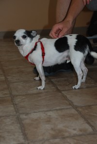 A 10 year old Chihuahua