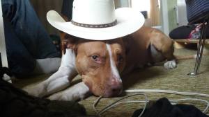 A 2 year old pit bull