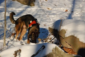 working ground scent prior to indication