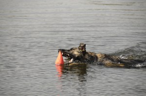 r biting toy in water