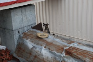 raina alerting on scent