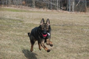 Soren retrieving his ball