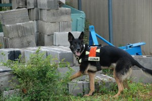 Abby indicating during a mock search