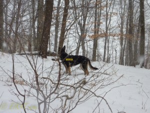 december winter dogs-11