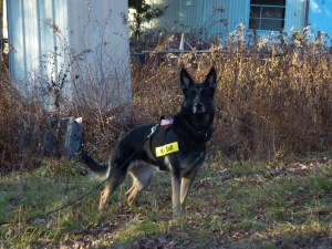 december winter dogs-3