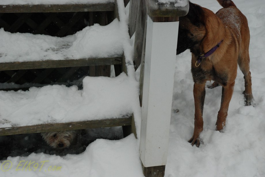 december winter dogs-25