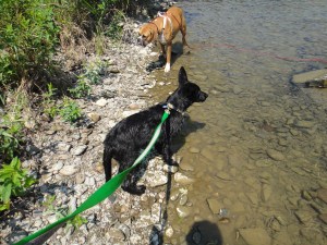Young Eme and Kendal exploring the chenango river