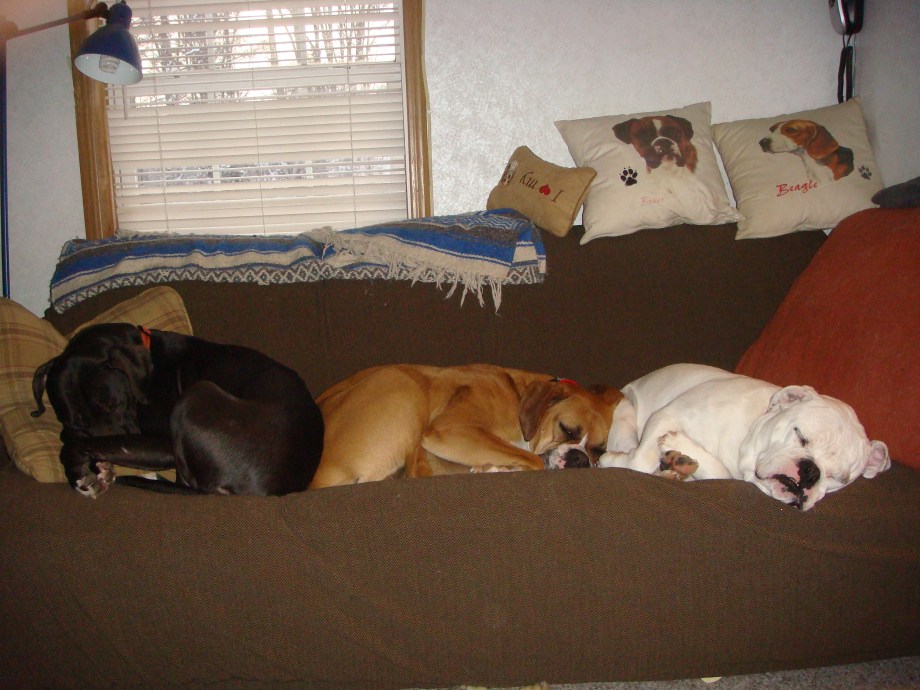 The bullys lined up. Olive the pit bull, Kendal the boxer, and Valentine the english bulldog