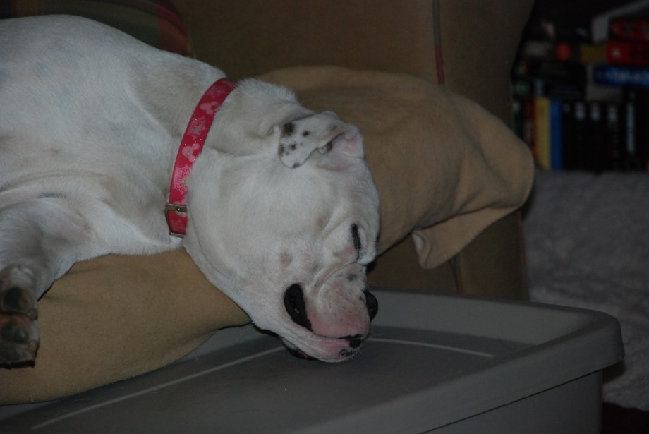 Valentine taking a nap