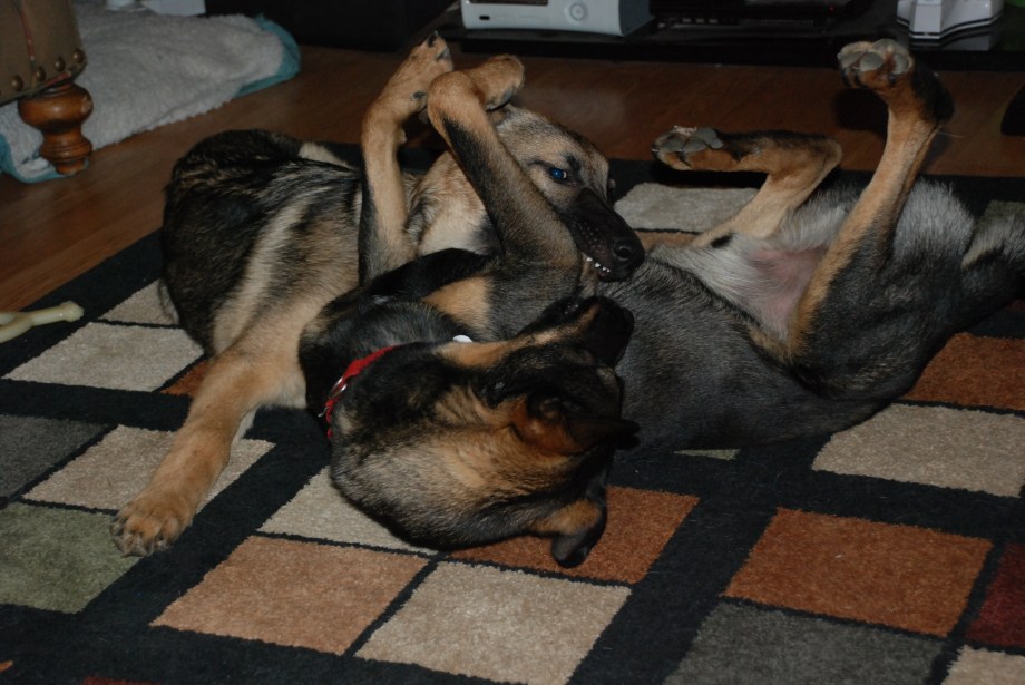 German Shepherd play time. Boburka and Clark