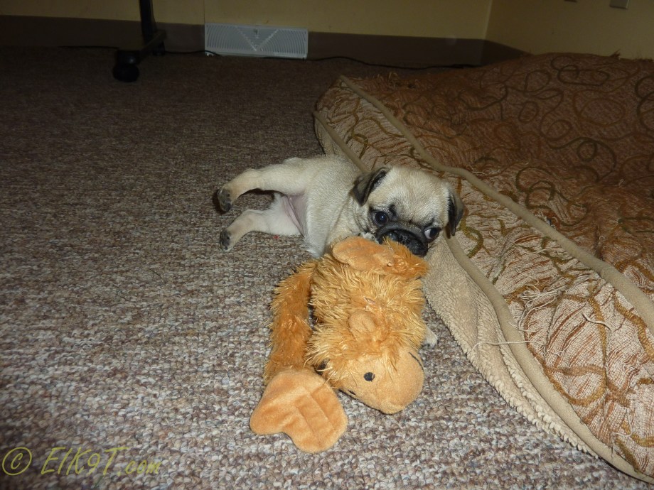 end of december dogs-19