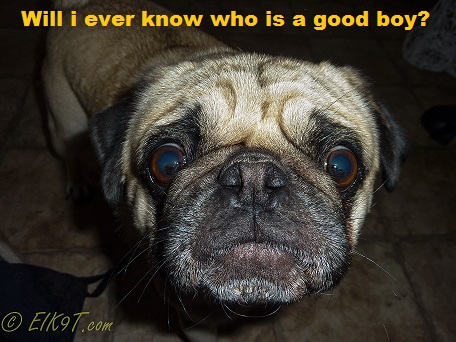 franky face with txt