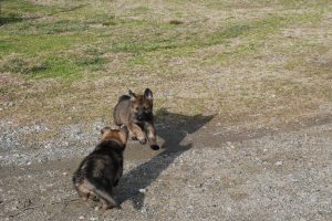 Freddie and brother playing