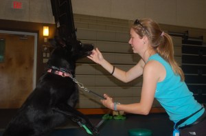 K9 Emeline learning to pop up on her hind legs using food lure