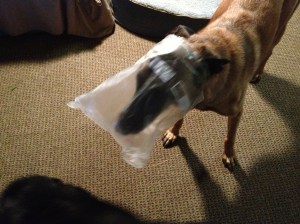 Yes max, you were caught red handed......er face bagged!!!