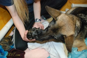 raina puppies (12 of 51)