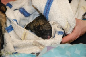 raina puppies (16 of 51)