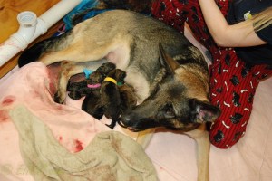 raina puppies (19 of 51)