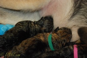 raina puppies (20 of 51)