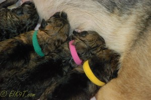 raina puppies (25 of 51)