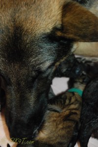 raina puppies (31 of 51)