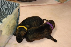 raina puppies (32 of 51)