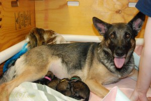 raina puppies (38 of 51)