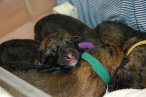 raina puppies (40 of 51)