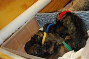 raina puppies (41 of 51)