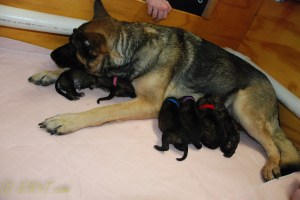 raina puppies (42 of 51)