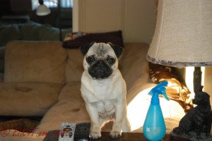 jan around house (1 of 21)